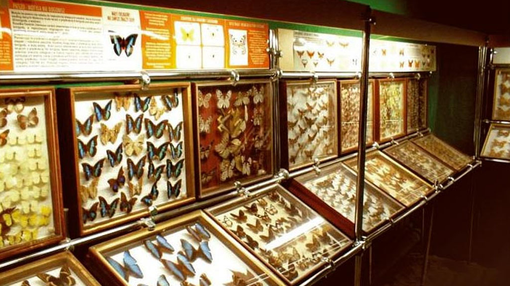 Ekspozycja w Muzeum Motyli przedstawiajaca wiele gatunków motyli